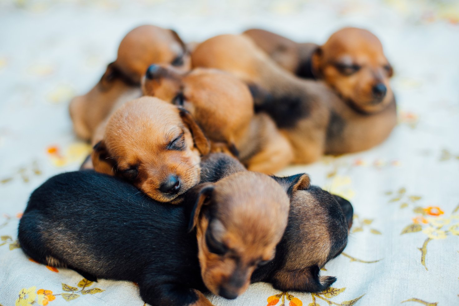 dachshund puppy. dachshund puppy portrait outdoors. many  cute