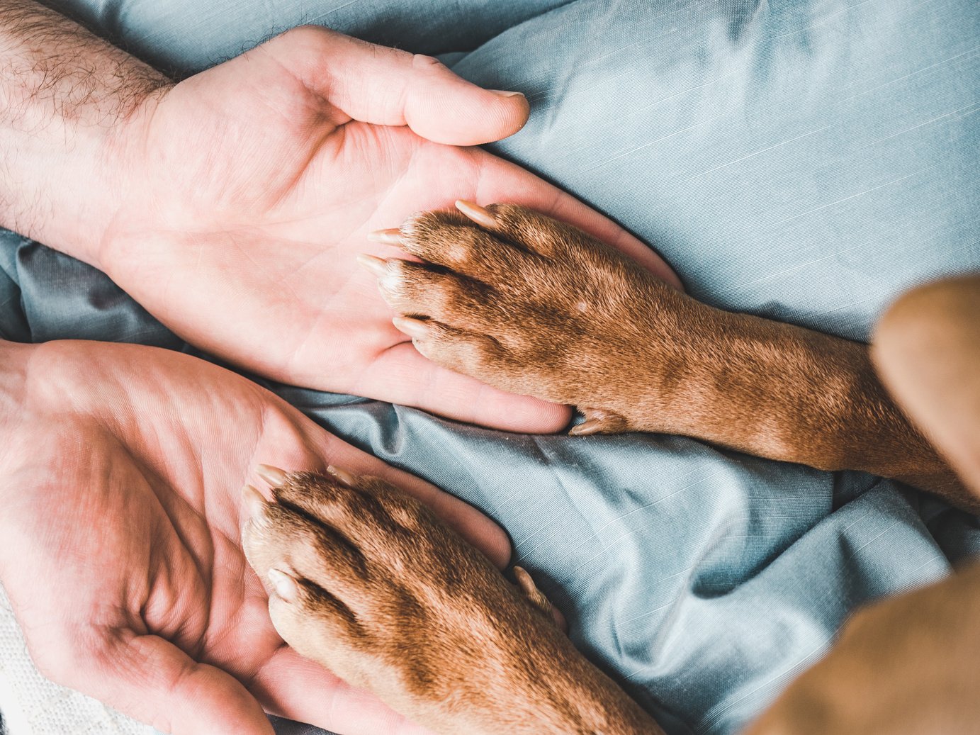 Human Hands and Dog Paws 