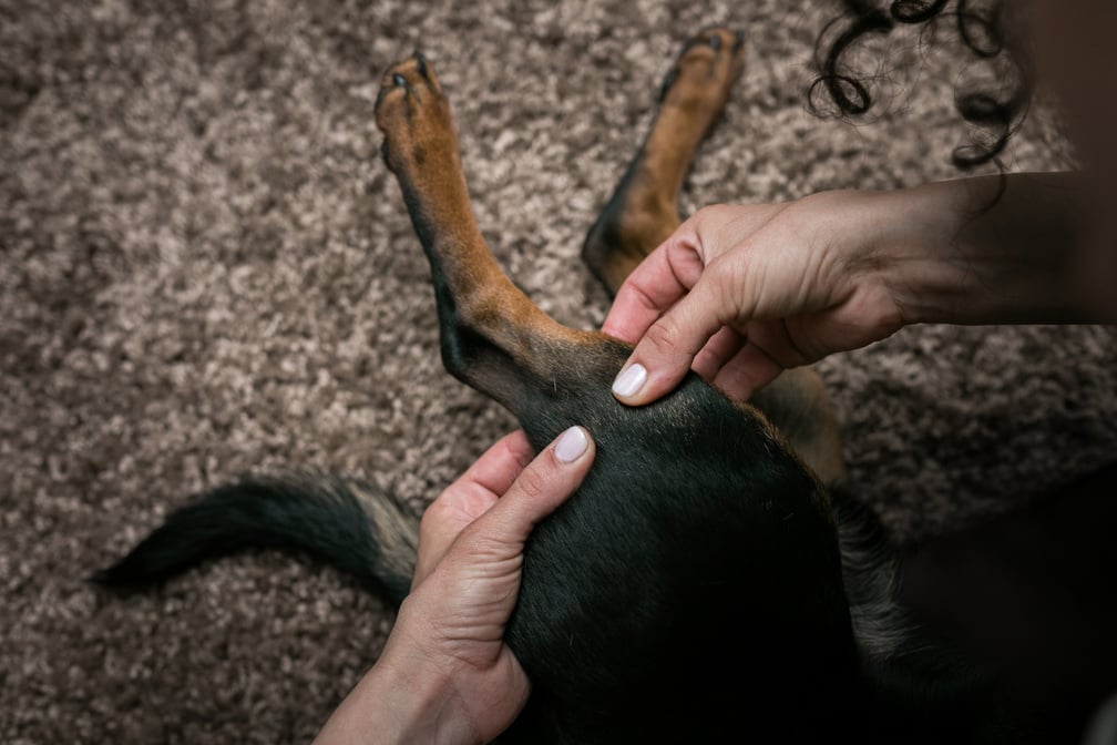 Dog massage