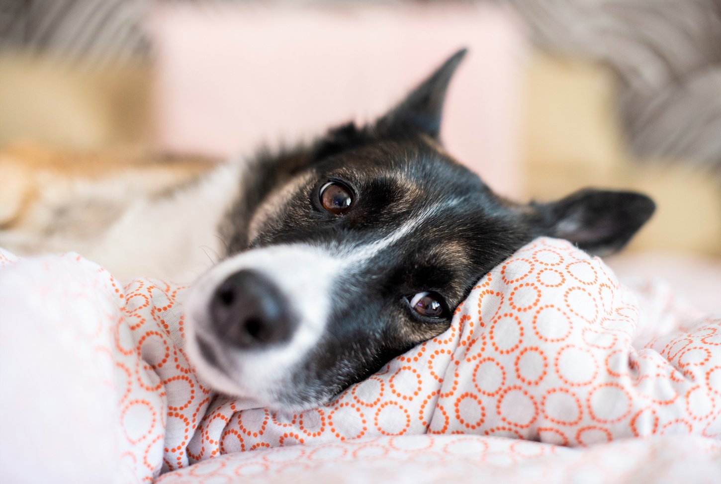 Dog relaxing on bed