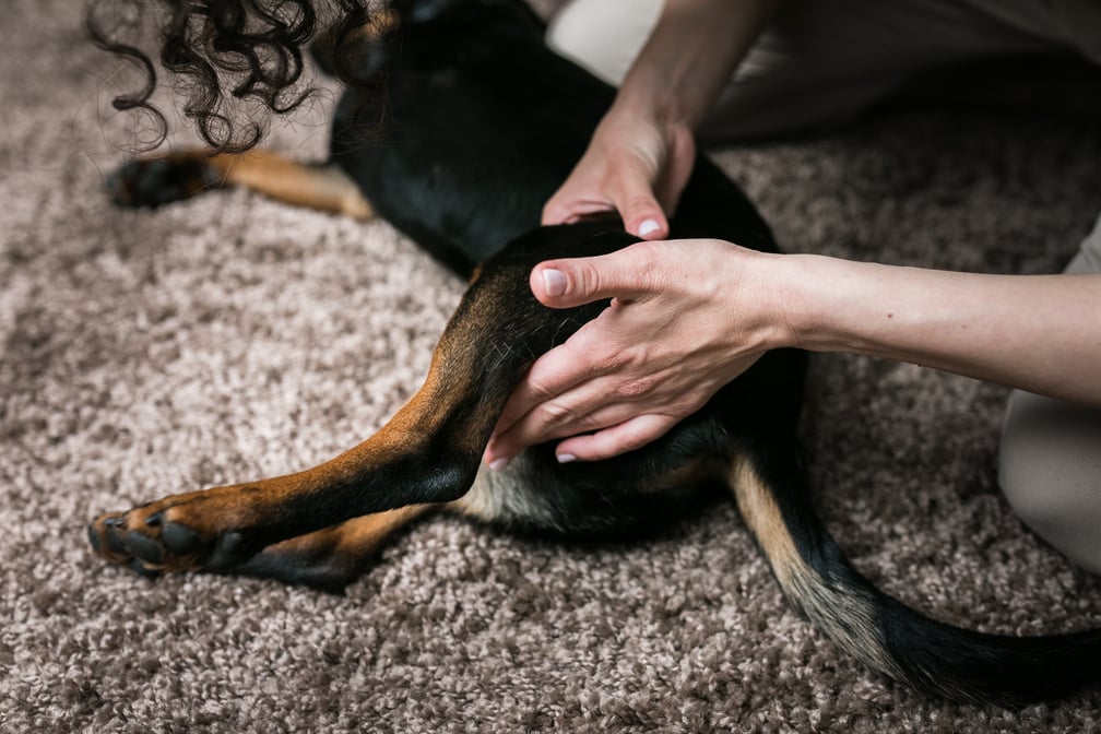 Dog massage