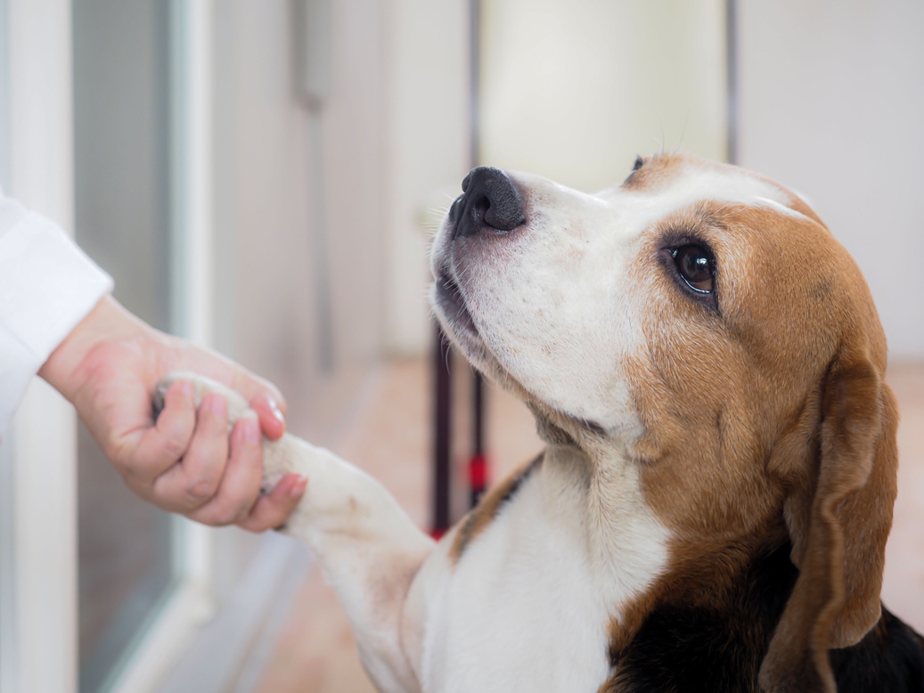 Beagle Dog Shake Hand with a Person 